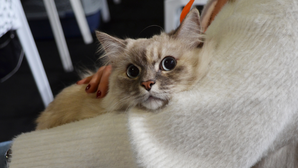 The Best Cat | Quattrozampexpo 2021