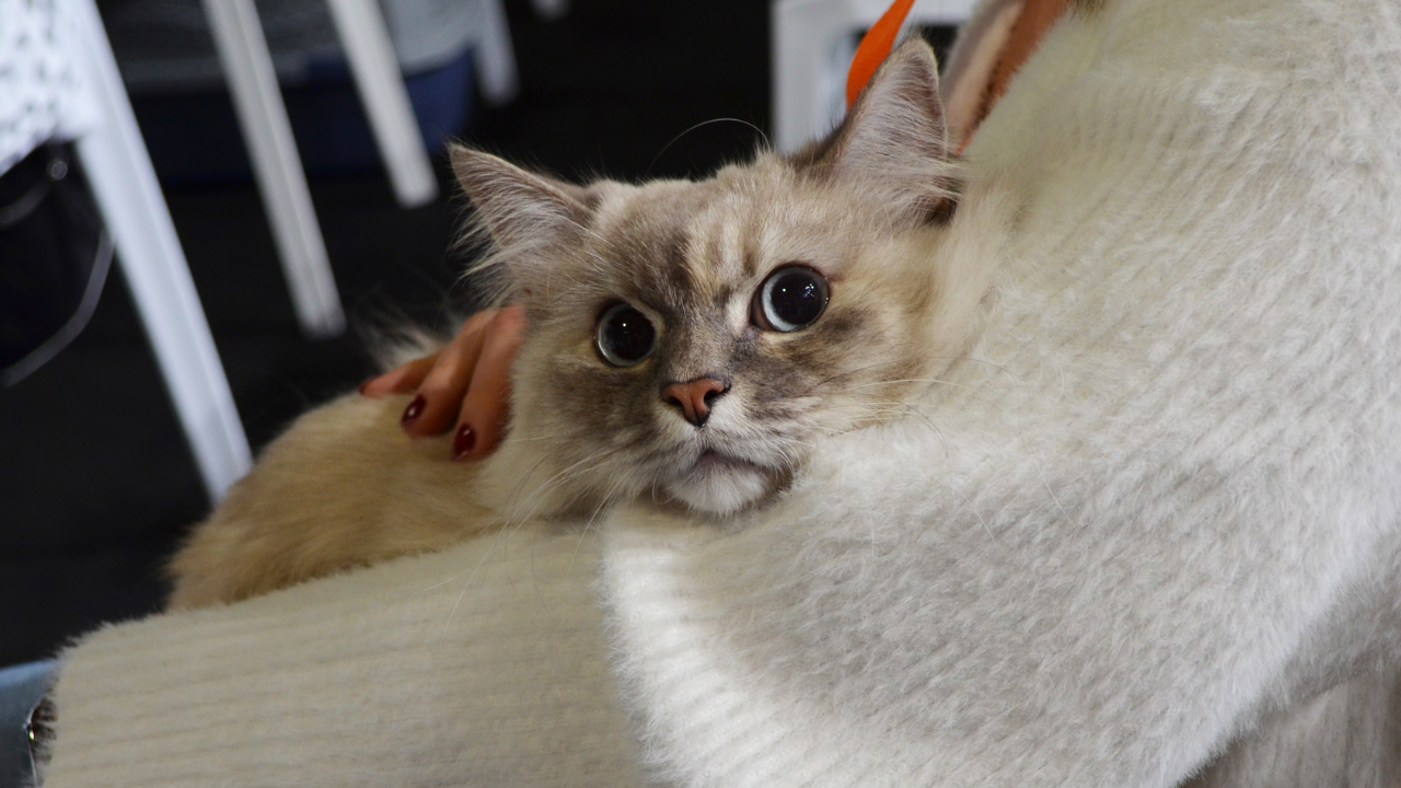 The Best Cat | Quattrozampexpo 2021