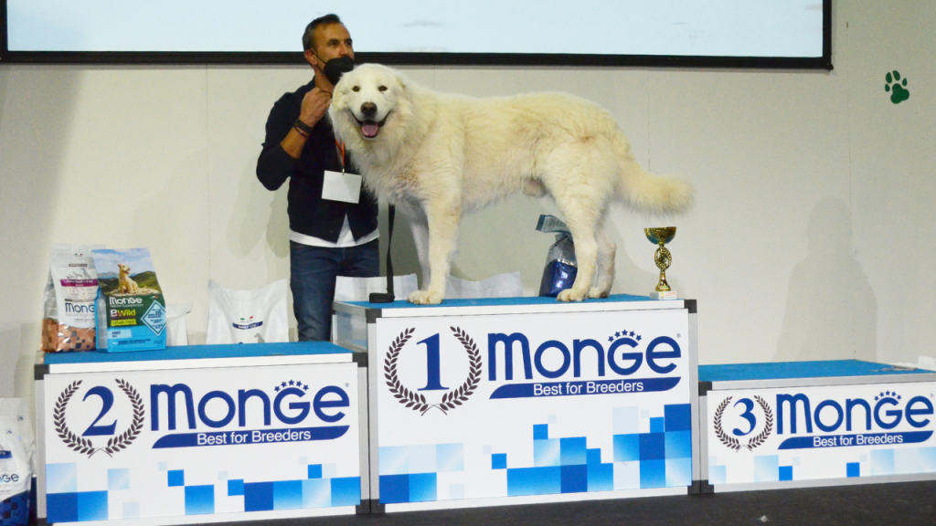 The Best Dog | Quattrozampexpo 2021